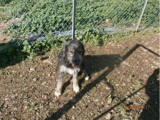 Γκριφονακος χαριζεται