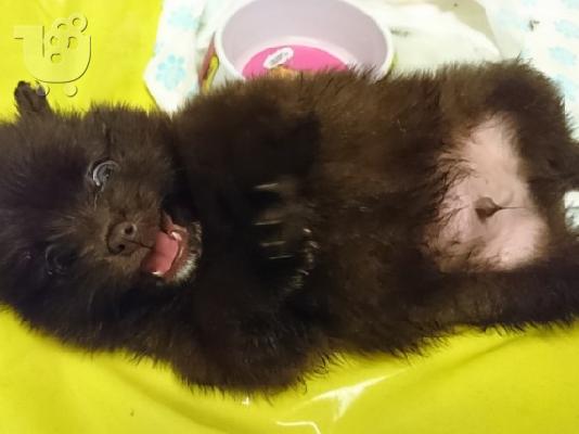 PoulaTo: X μάζα τσαγιού Pomeranian κουτάβια