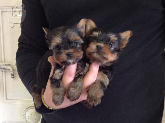 PoulaTo: yorkshire terrier toy