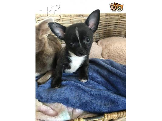  Kc chihuahua έτοιμο