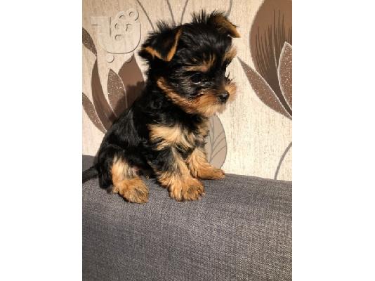 Όμορφα κουτάβια του Γιορκσάιρ προς πώληση