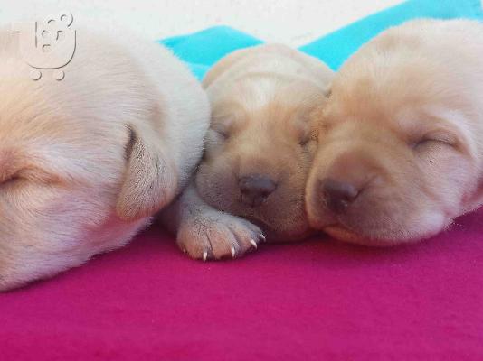 Διαθέσιμα καθαρόαιμα κουτάβια Labrador