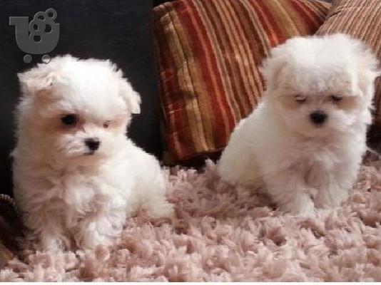 PoulaTo: Όμορφα μαλτέζικα κουτάβια