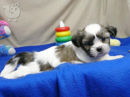 PoulaTo: Εκπαιδευμένο κουτάβια shih tzu