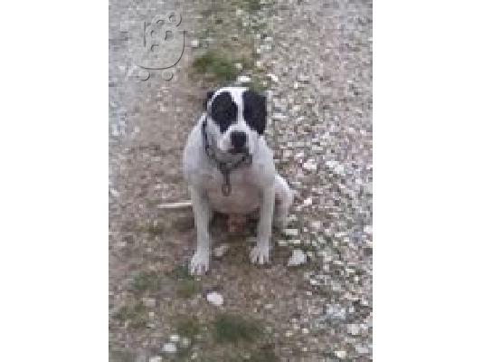 pwlite american pitbull