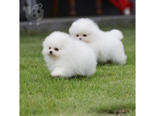 PoulaTo: Δύο φοβερά κουτάβια Pomeranian