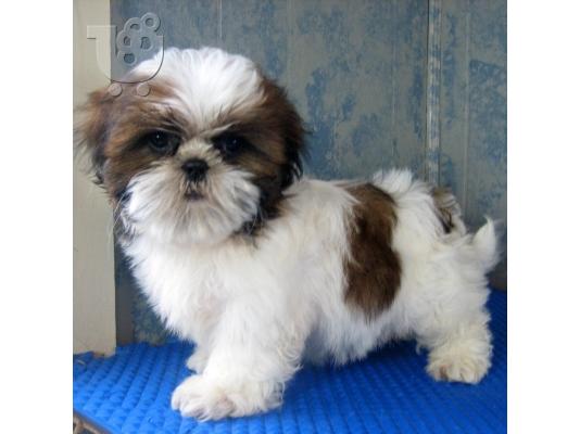 PoulaTo: Shih Tzu Σιχ Τσου