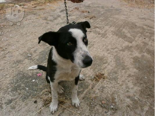 PoulaTo: Η Σισσυ χαριζεται