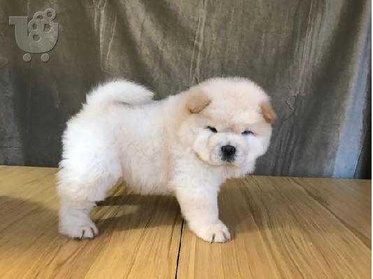 PoulaTo: Chow Chow κουτάβια