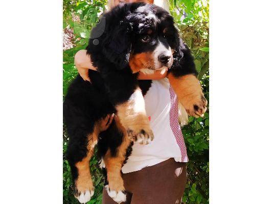 PoulaTo: Βουνό σκυλί Bernese