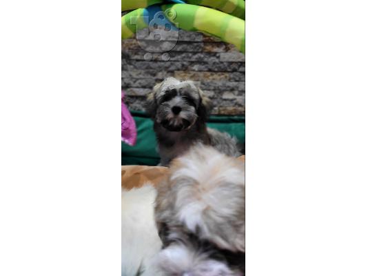 Havanese Bichon