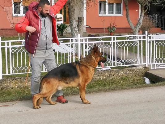 Γερμανικός Ποιμενικός προς πώληση