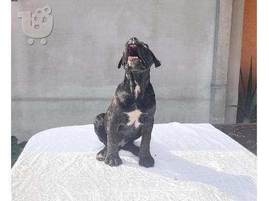 Cane Corso κουτάβι