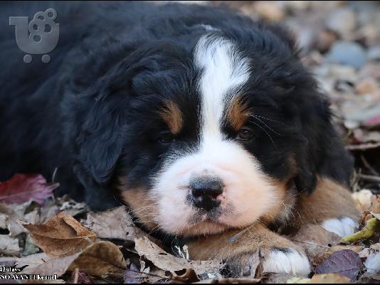 Όρος Bernese κουτάβια