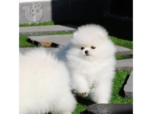 PoulaTo: Πολύτιμα κουτάβια Pomeranian