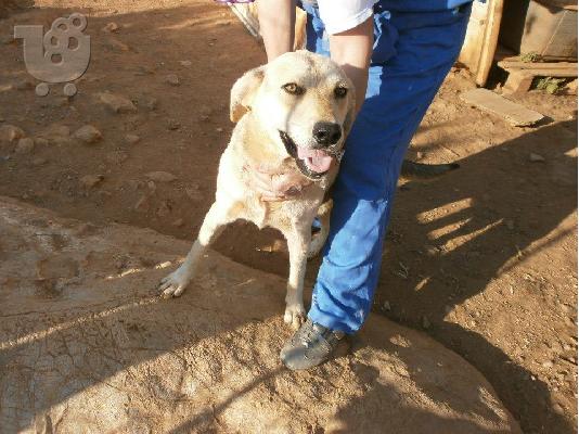 PoulaTo: Η Ζαχαρενια Ψαχνει Σπιτακι