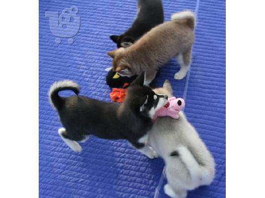 PoulaTo: Εξαιρετική μπλε μάτια Χάσκυ κουτάβια