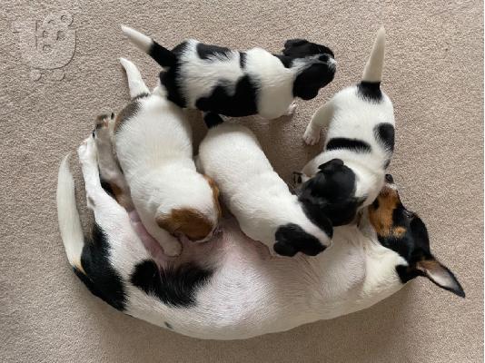 Zapanjujući mladunci Jack Russell