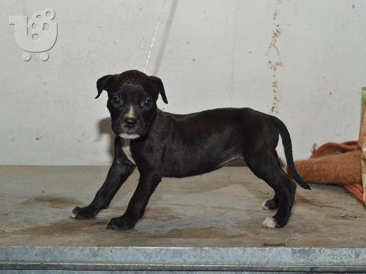 PoulaTo: PITBULL!