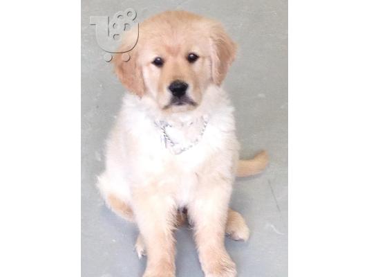 golden retriever