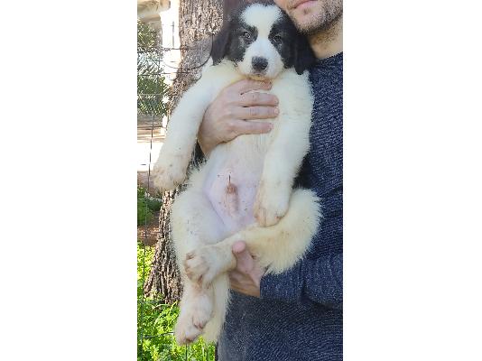 PoulaTo: Ελληνικό Ποιμενικό Αρσενικό / Greek Shepherd Puppy