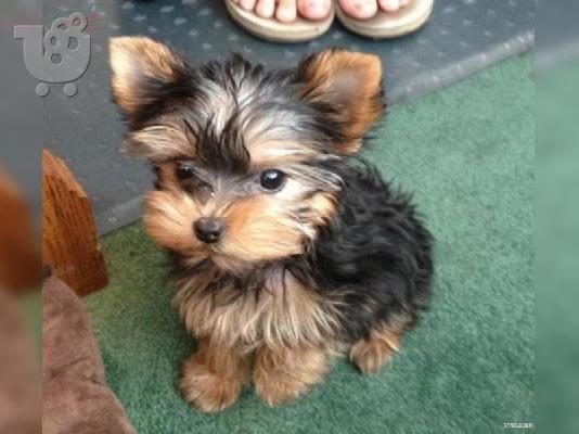 PoulaTo: Εκπληκτικό κουτάβι του Yorkshire Terrier!