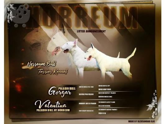 Bull Terrier κουτάβια