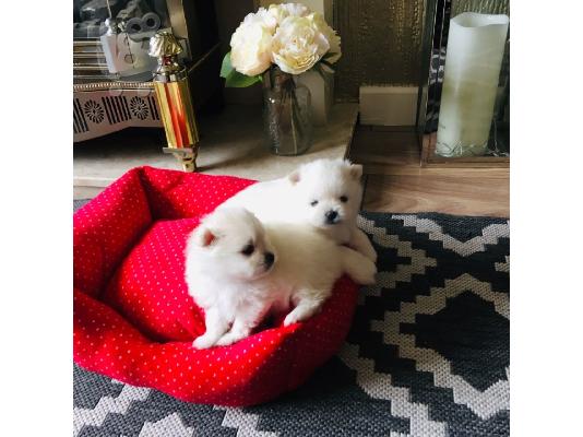 PoulaTo: Pomeranian όλα kc reg.