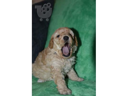 Γαλλικό TOY Poodle