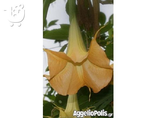 PoulaTo: 50 Σποροι Κιτρινης Datura