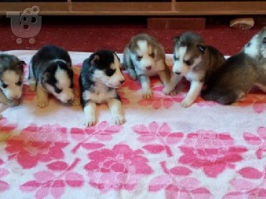 PoulaTo: Όμορφη Husky κουτάβι