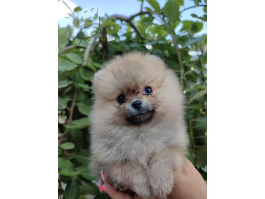 Pomeranian Spitz κουτάβια