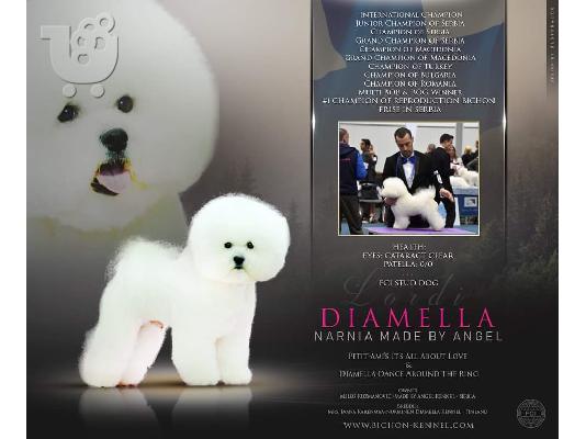 Bichon Frize κουτάβια