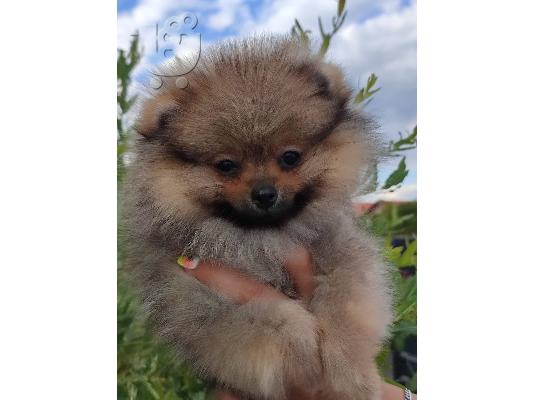 Pomeranian Boo κουτάβια