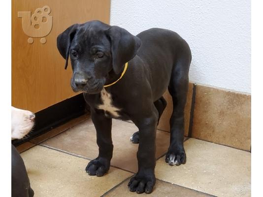 PoulaTo: Great Dane Puppies