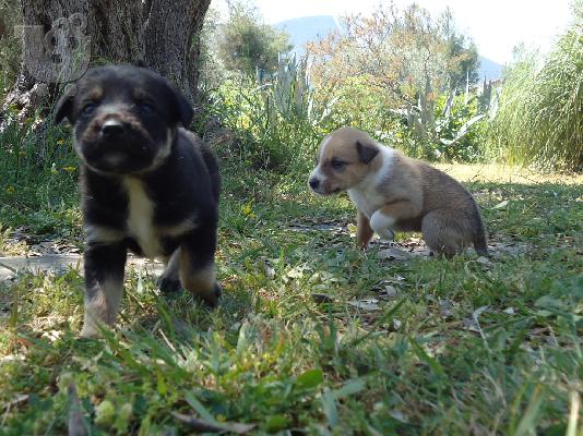 Χαρίζονται καταβάκια