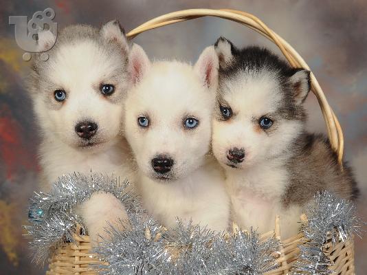 Siberian Husky blue eyes