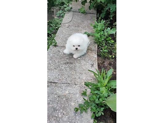 Πολύτιμα κουτάβια Pomeranian