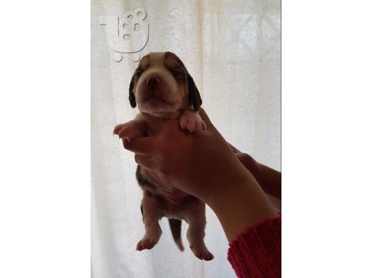 Μπίγκλ Beagle