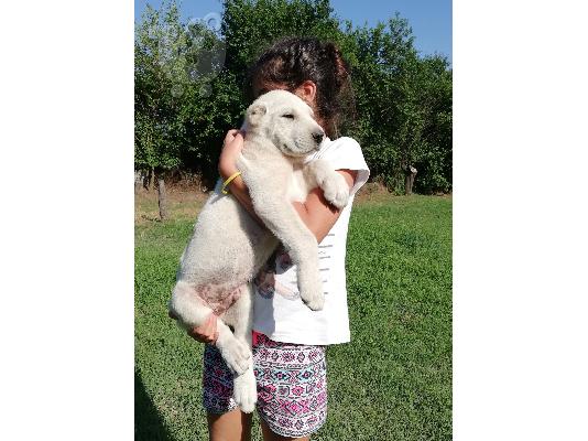 Ποιμενικός Κεντρικής Ασίας (Alabai)