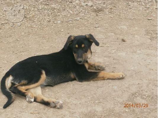 PoulaTo: Μεγαλοσωμη σκυλιτσα χαριζεται