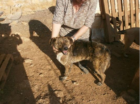 PoulaTo: Μεγαλοσωμο ημιαιμο τσοπανοσκυλο χαριζεται