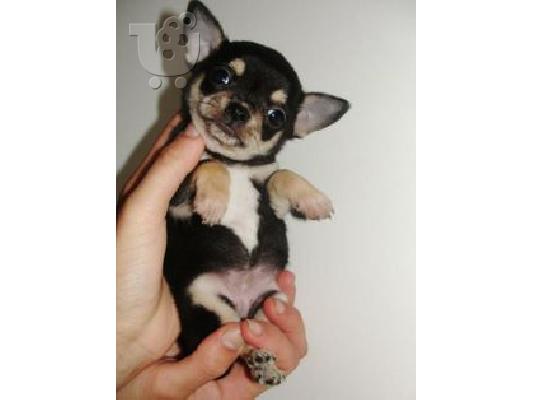 Πωλούνται πανέμορφα τσιουάουα