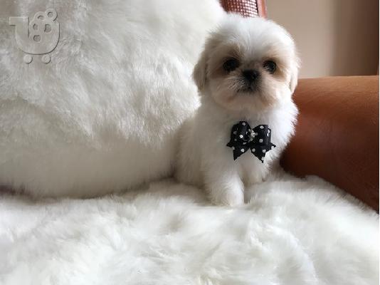 Απόλυτη cutie, μικρό κουτάβι Shih Tzu έτοιμο τώρα