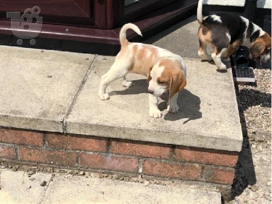 PoulaTo: Këlyshë të mrekullueshëm Beagle.