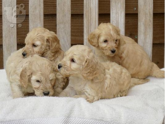 PoulaTo: Cockapoo