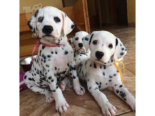 PoulaTo: Πανέμορφα κουτάβια Kc Dalmatian