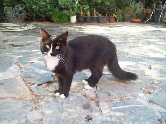 PoulaTo: Γατακια χαριζονται