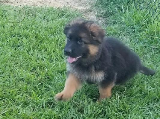 PoulaTo: German Shepherd Puppies for Sale