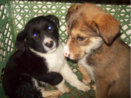 Κουταβακια χαριζονται